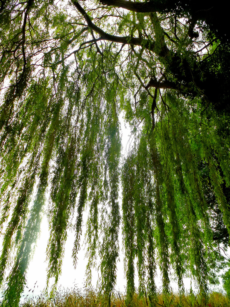 Underneath the weeping willow tree... by snowy