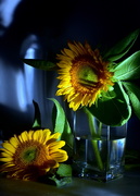11th Aug 2017 - Sun = Flowers = Sunflowers