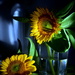 Sun = Flowers = Sunflowers by jayberg