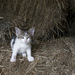 Barn Cat by lstasel