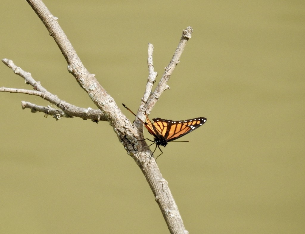 Butterfly on a branch by amyk