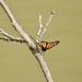 Butterfly on a branch by amyk