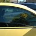 Yellow Flowers In A Yellow Car by scoobylou