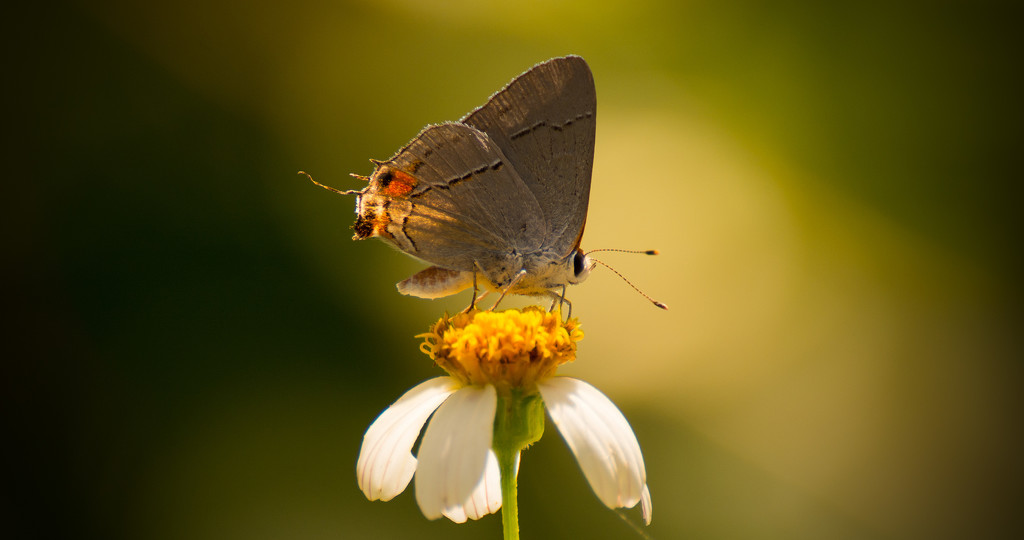 Grey Hairstreak Butterfly! by rickster549
