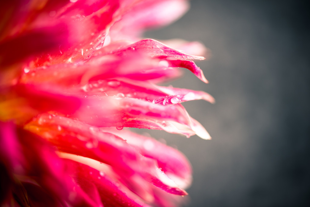 Another view of the Dahlia by kwind