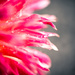 Another view of the Dahlia by kwind