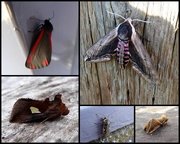 12th Aug 2017 - Early August moths 2 