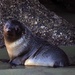 Young New Zealand fur seal by maureenpp