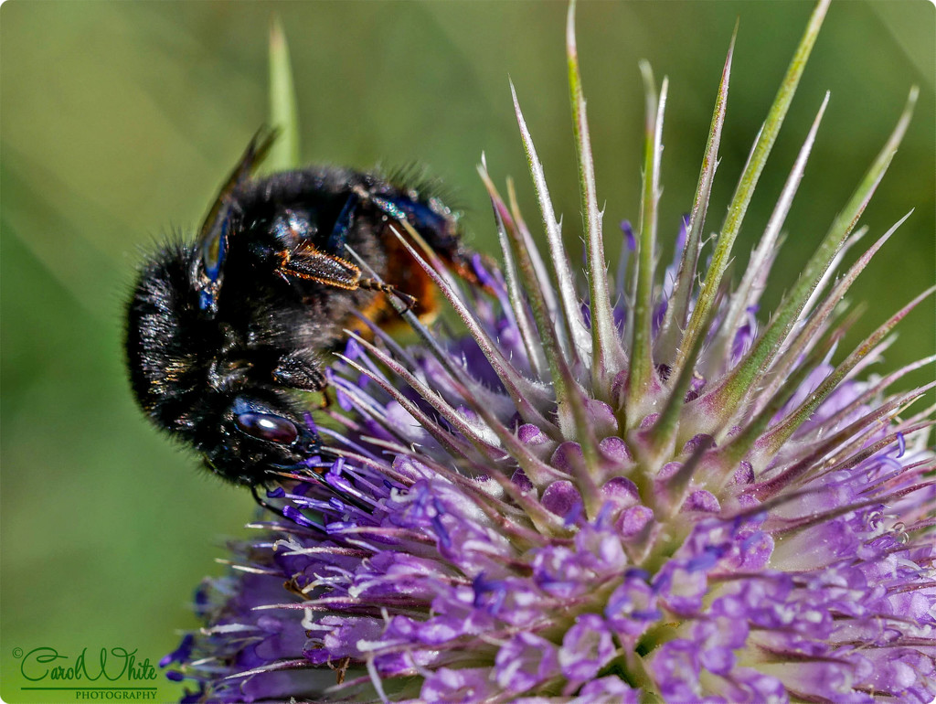 Busy Bee by carolmw