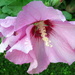 Rose of Sharon by bruni