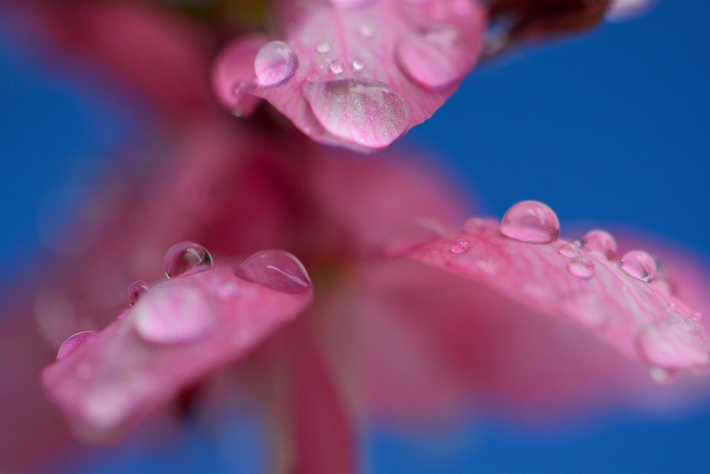 Raindrops adorn.... by ziggy77