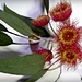 eucalypt flower by judithdeacon