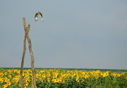 11th Aug 2017 - Red-Tailed Hawk Over Field of Sunflowers
