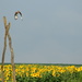 Red-Tailed Hawk Over Field of Sunflowers by kareenking