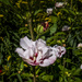 Rose Of Sharon Flower by tonygig