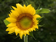11th Aug 2017 - Sunflower