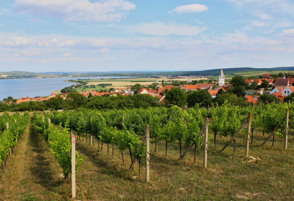 Wine region Pálava by lucien