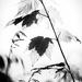 Shadow Leaves by tosee