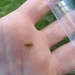 22 spot Ladybird Larva by roachling