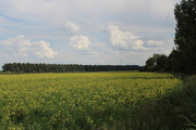 12th Aug 2017 - Oenothera field ( Dutch-Teunusbloem)