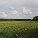 Oenothera field ( Dutch-Teunusbloem) by pyrrhula