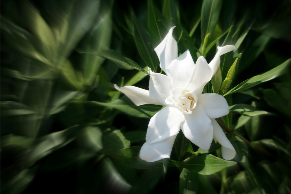 One Gardenia by allie912