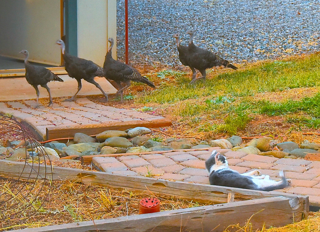"What Turkeys? There's turkeys in the yard?" (lazy kat) by joysfocus