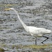 doing the egret dance by amyk
