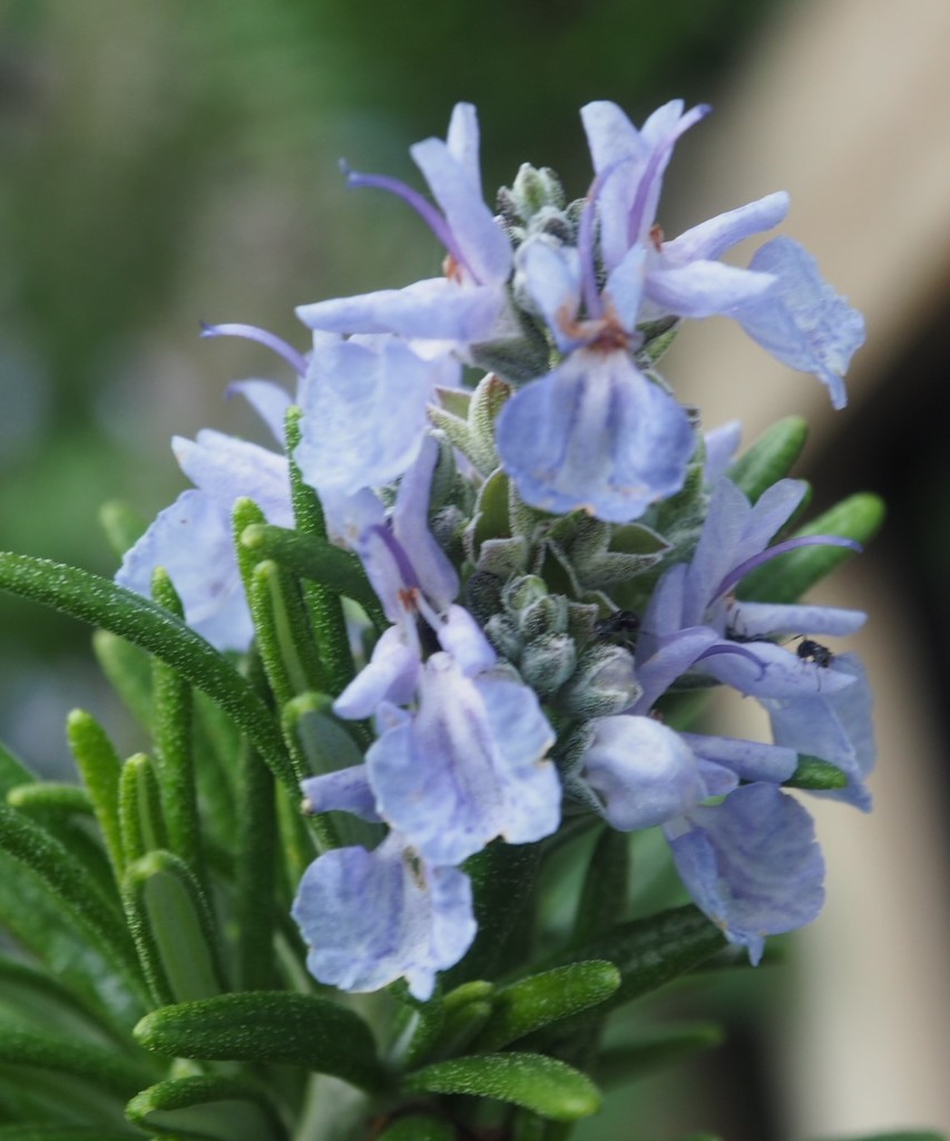 Rosemary flower and ant by Dawn