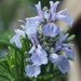Rosemary flower and ant by Dawn