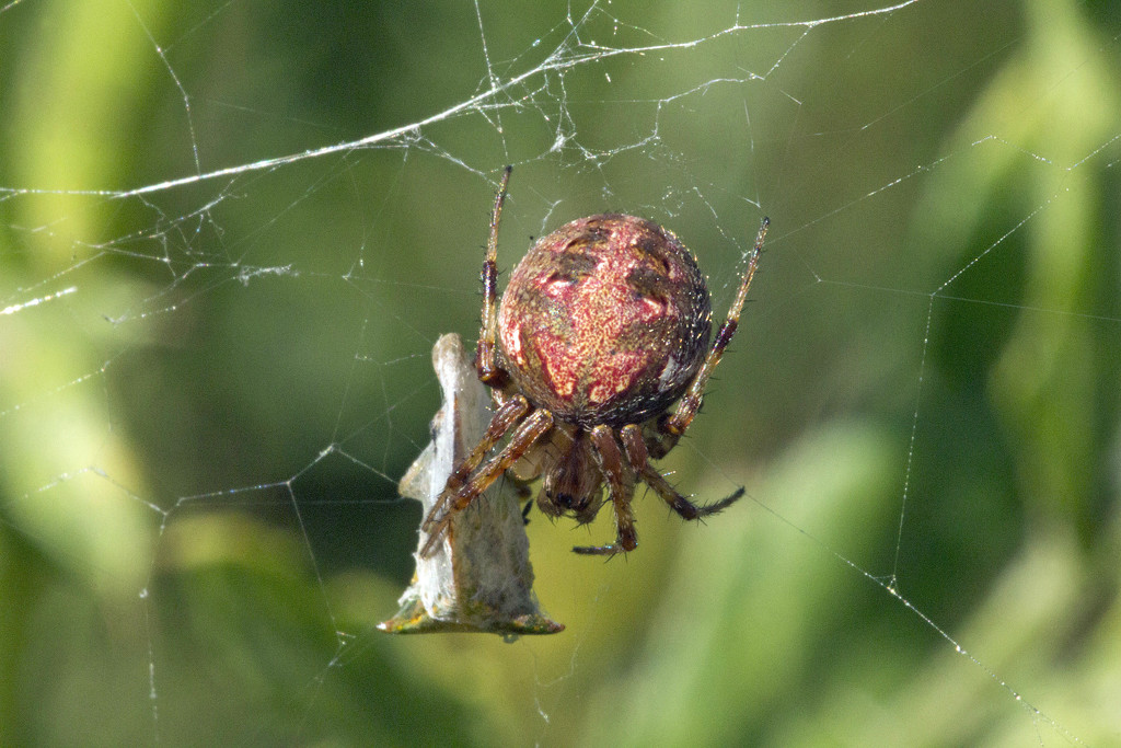 Spider With Wrapped Prey by gaylewood