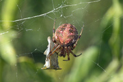 12th Aug 2017 - Spider With Wrapped Prey