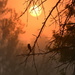 Bird in Foggy Kansas Sunrise by kareenking