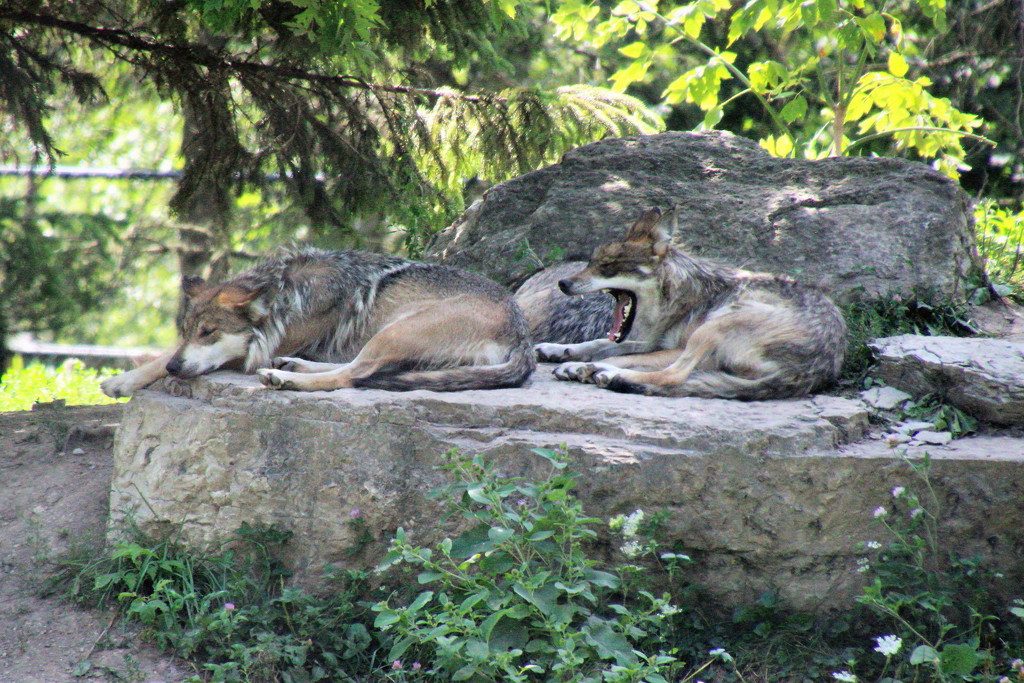 Wolves  Resting by randy23