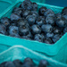 Farmer's Market Blueberries by 365karly1
