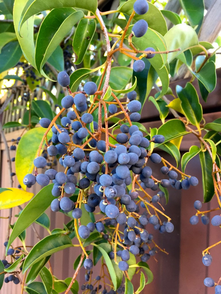 Berries by kjarn