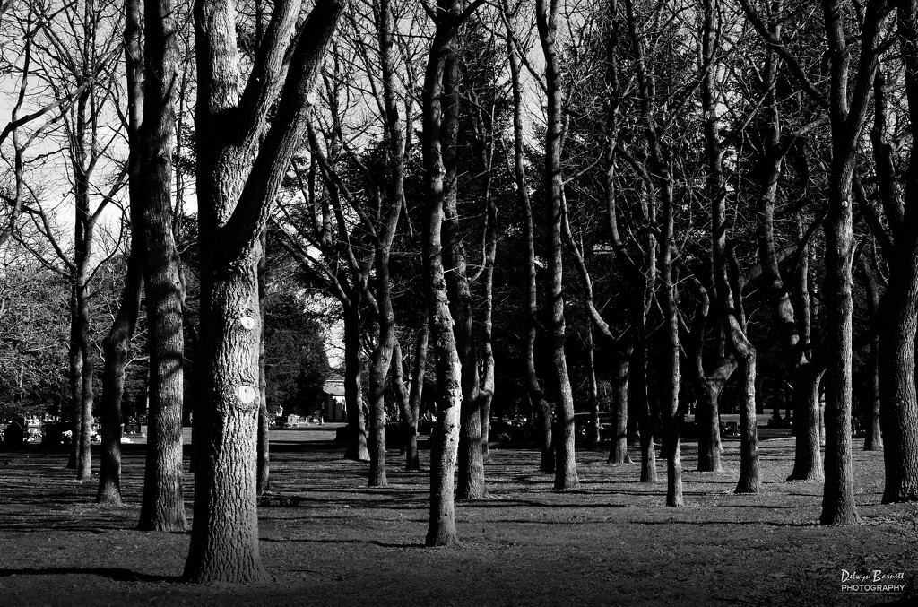 Avonhead Park Cemetery by dkbarnett
