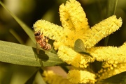 13th Aug 2017 - Busy Bee on Wattle