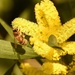 Busy Bee on Wattle by nickspicsnz