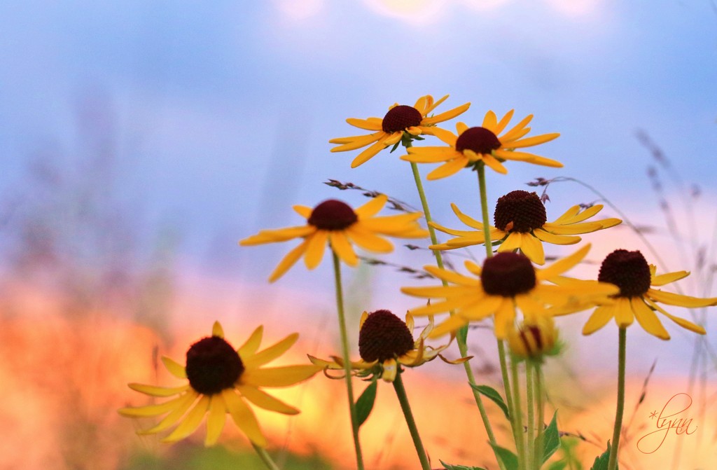 Prairie Flowers by lynnz