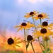 Prairie Flowers by lynnz