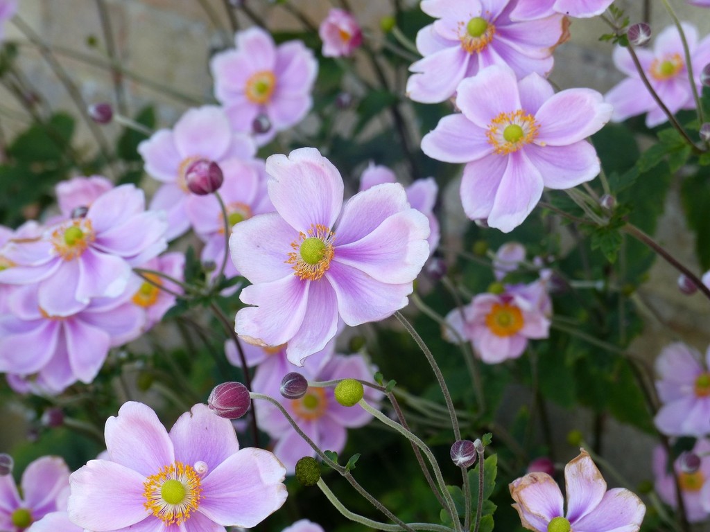 Japanese Anemones  by foxes37