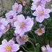 Japanese Anemones  by foxes37