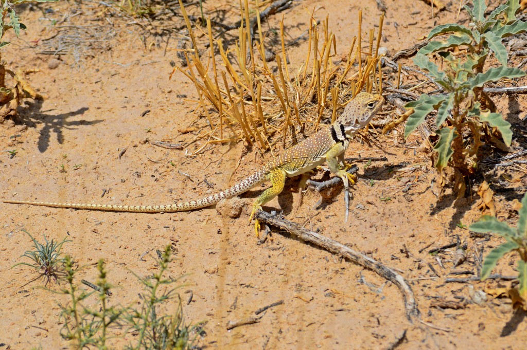 Collared Desert Lizard by bigdad