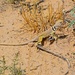 Collared Desert Lizard by bigdad
