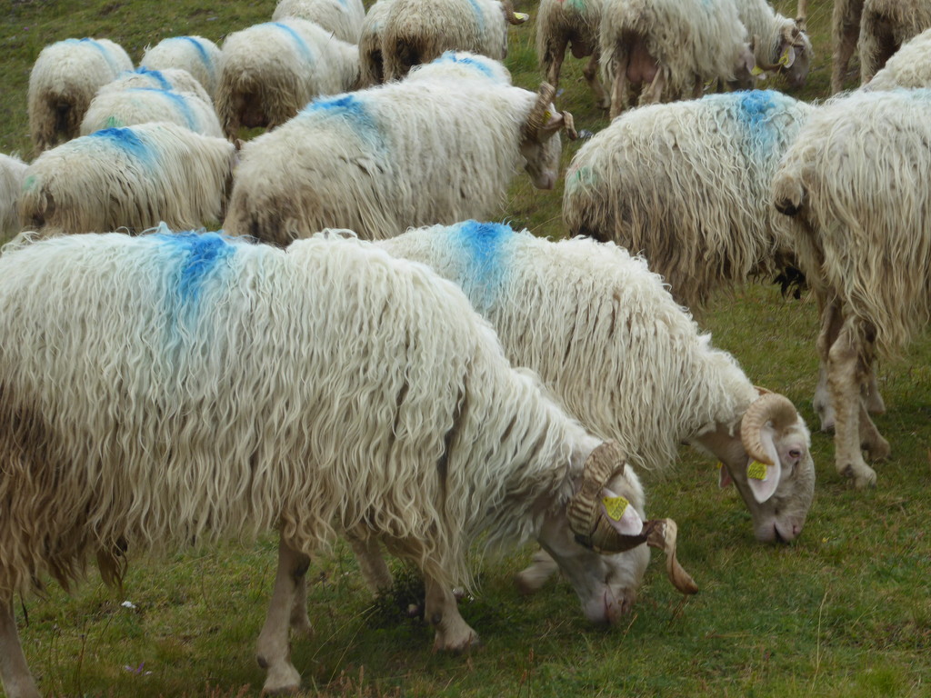 Sodden sheep by chimfa