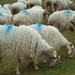 Sodden sheep by chimfa