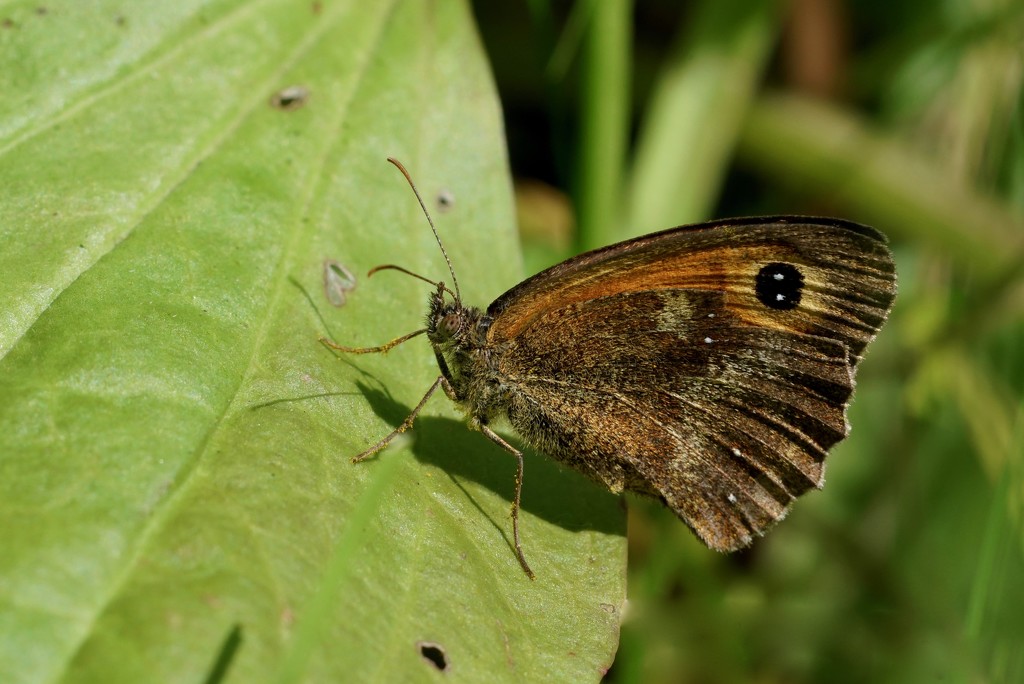 GATEKEEPER UNDERWING by markp