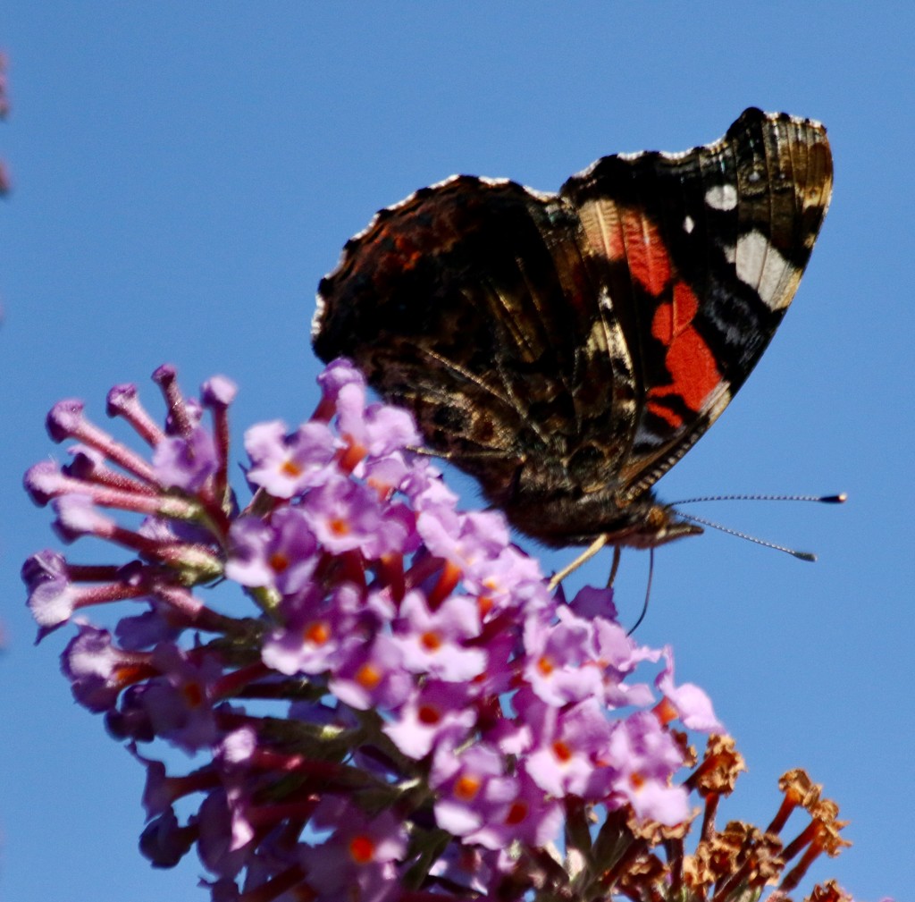 Lots of Red Admirals around today  by orchid99
