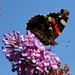 Lots of Red Admirals around today  by orchid99